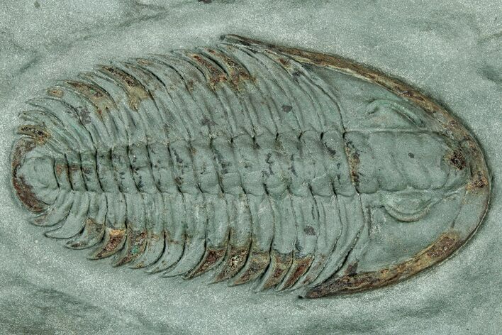 Lower Cambrian Trilobite (Longianda) - Issafen, Morocco #322566